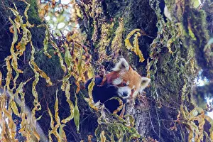 Panda: Red Panda