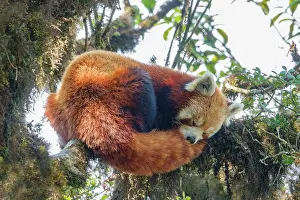 Panda: Red Panda