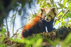Panda: Red Panda