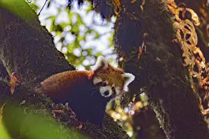 Panda: Red Panda