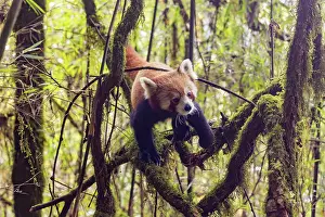 Panda: Red Panda