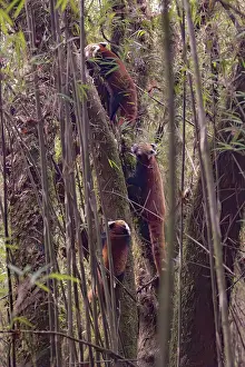 Panda: Red Panda