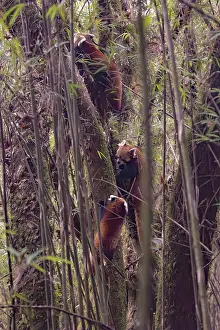 Panda: Red Panda