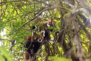 Panda: Red Panda