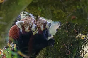 Panda: Red Panda