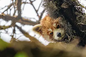 Panda: Red Panda