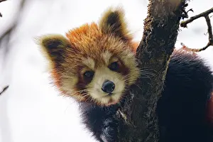 Panda: Red Panda