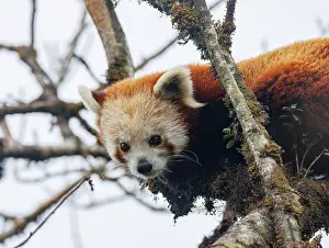 Panda: Red Panda