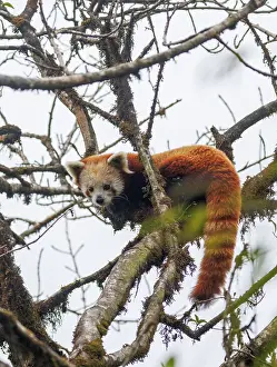 Panda: Red Panda
