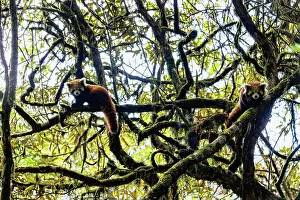 Panda: Red Panda