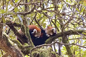 Panda: Red Panda
