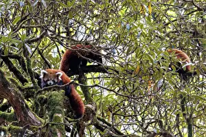 Panda: Red Panda