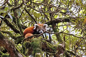 Panda: Red Panda