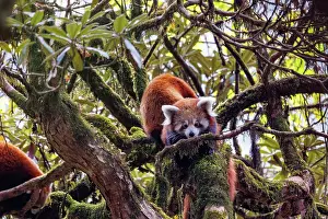 Panda: Red Panda