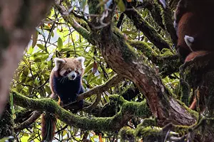 Panda: Red Panda