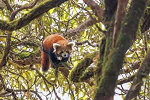 Panda: Red Panda