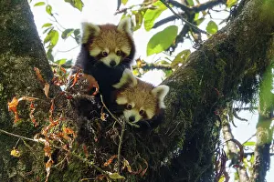 Panda: Red Panda