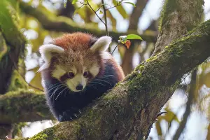 Panda: Red Panda