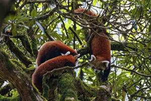 Panda: Red Panda