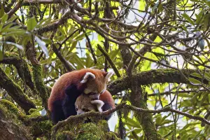 Panda: Red Panda