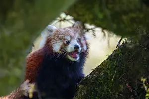 Panda: Red Panda