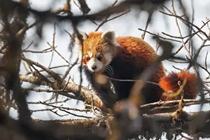Himalaya: Red Panda