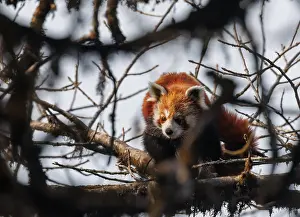 Himalaya: Red Panda