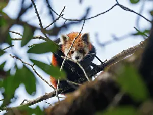 Himalaya: Red Panda