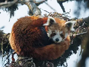 Himalaya: Red Panda