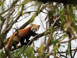Himalaya: Red Panda