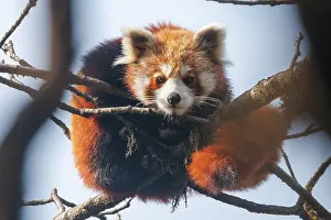 Himalaya: Red Panda