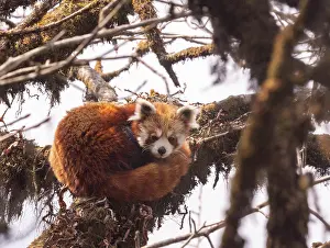 Himalaya: Red Panda