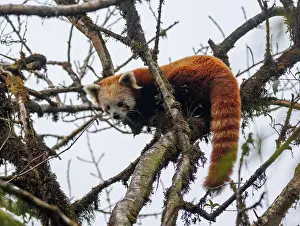 Himalaya: Red Panda