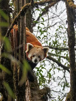 Himalaya: Red Panda