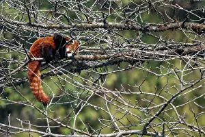 Paysage: Red Panda