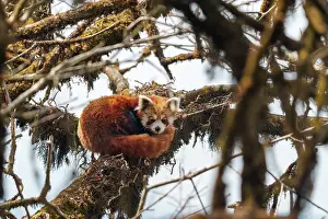 Paysage: Red Panda