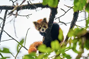 Paysage: Red Panda