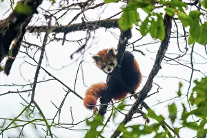 Paysage: Red Panda