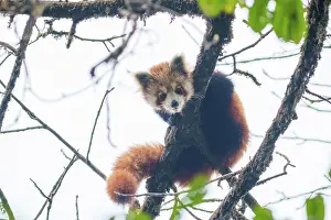Paysage: Red Panda