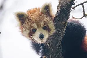 Paysage: Red Panda