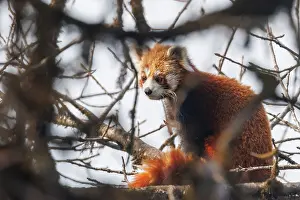 Paysage: Red Panda