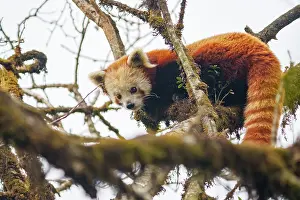 Paysage: Red Panda