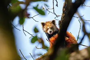 Paysage: Red Panda
