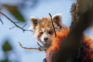 Paysage: Red Panda