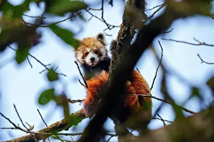 Paysage: Red Panda
