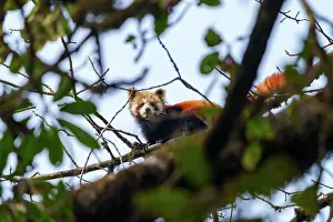 Paysage: Red Panda