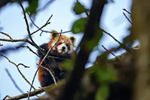 Red Panda