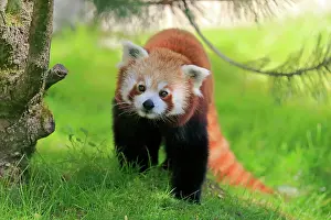 Ailurus: Red panda (Ailurus fulgens), adult, alert, on tree