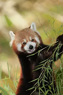 Leave: Red Panda (ailurus fulgens), Adult eating Bamboo's Leaves