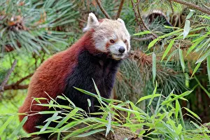 Panda: Red panda (Ailurus fulgens), captive, occurrence e